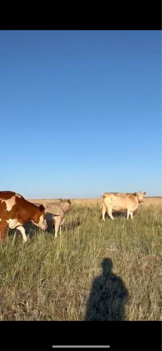 Аулиеколь коровы / Әулиекөл сиырлар