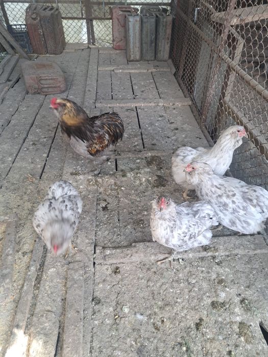 Vând ouă pentru incubat