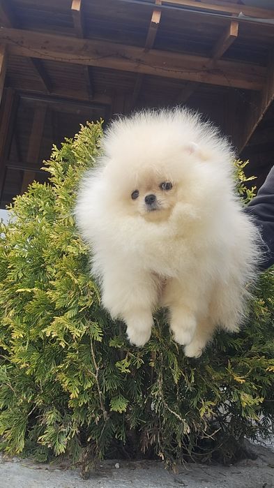 Мини Померан момче