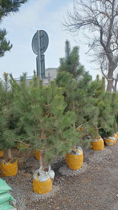 Dastavka xismati bor