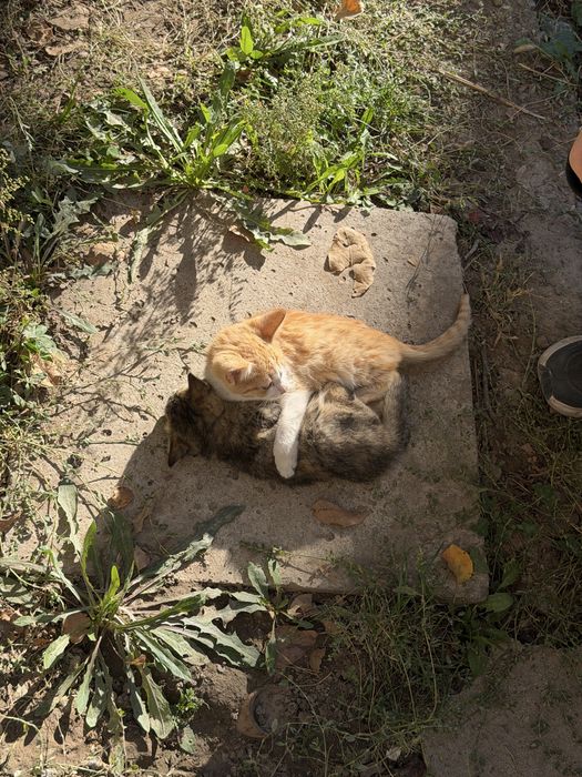 милые котята бесплатно