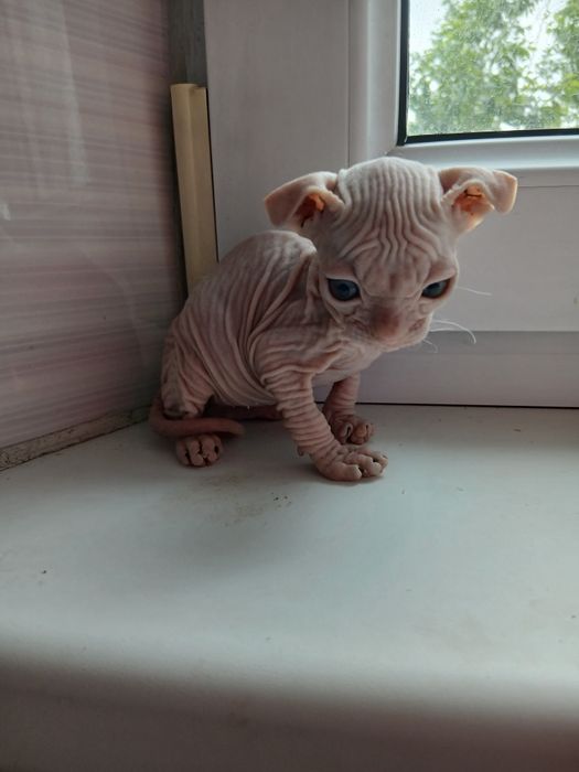 Продам милых котят.