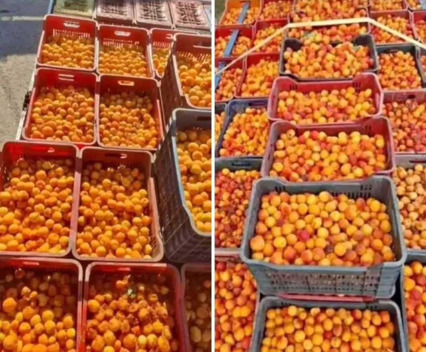 Caise bune pentru palincă țuică, dulci și bine coapte, livrare rapidă la domiciliu