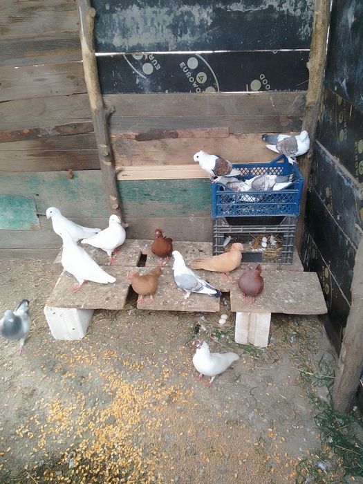 Porumbei voiajori standard și jucătorii de vânzare