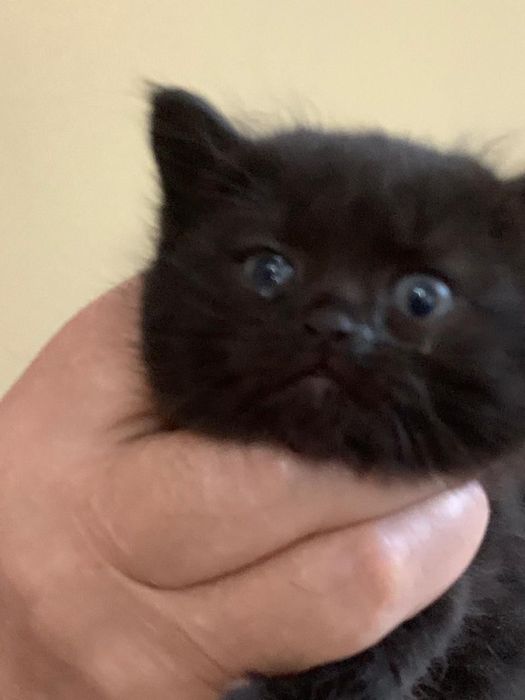 Котята девочки красивые