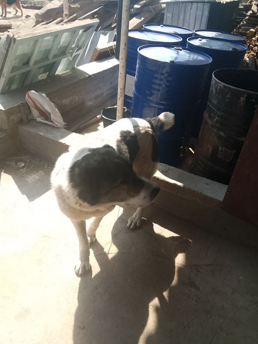 Алабай продаётся