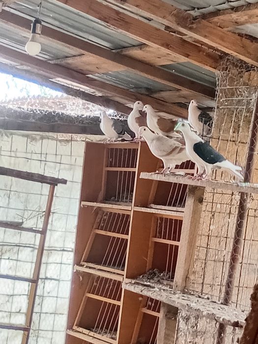 Porumbei  standard , capaciti-listi,codați  albi.