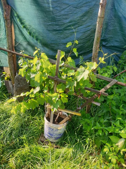 Pomi fructiferi în ghivece mari, artizanale, Ginko B.,Cătină, Gojii, V