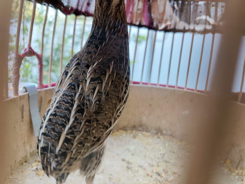 ITALYA bedana sotiladi qoni toza