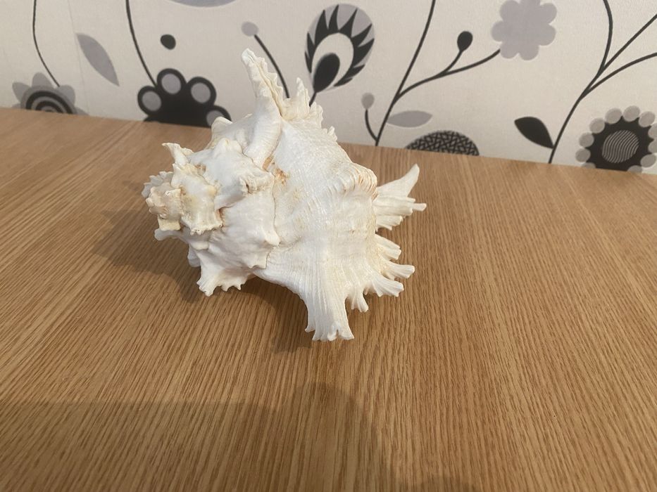 Ракушка морская Чихориус Рамосус