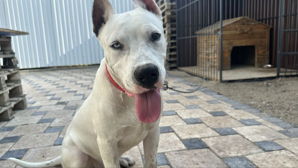 Продам стаффорда с вольером