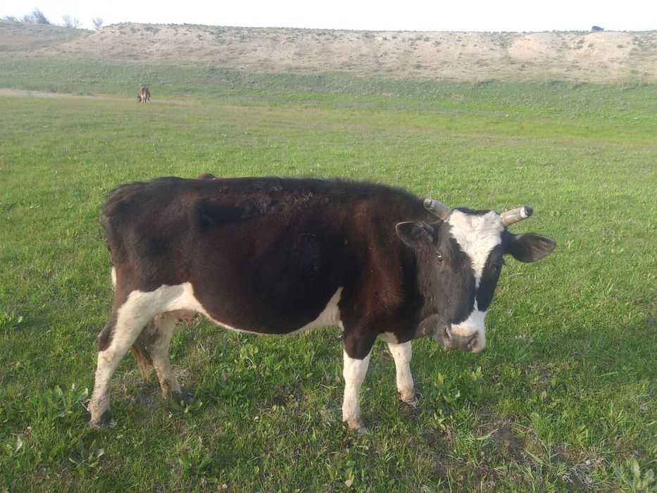 Продам корову 450 000 окончательно