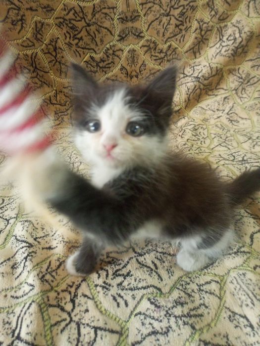Котята ищут добрые руки