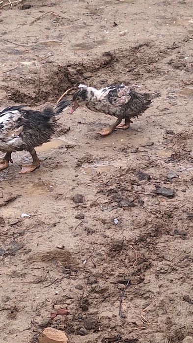 Urdaklar sotiladi arzon