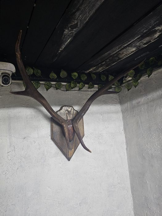 Продам рога олений