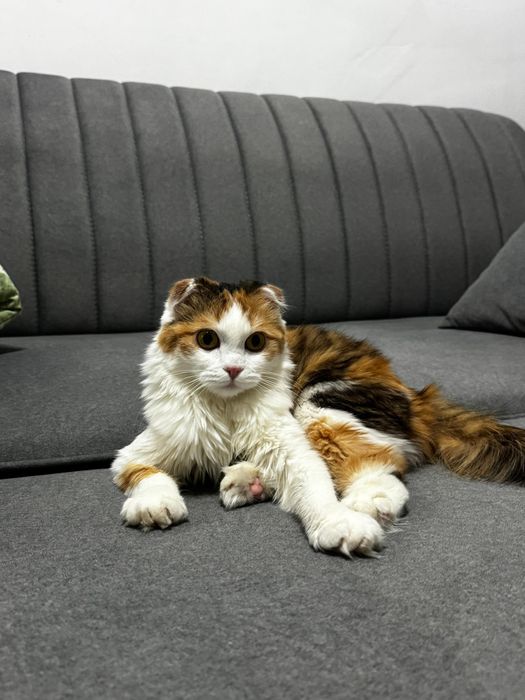 ищем кота для вязки