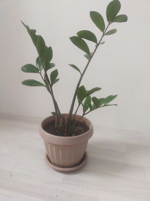 цветы в горшках 3