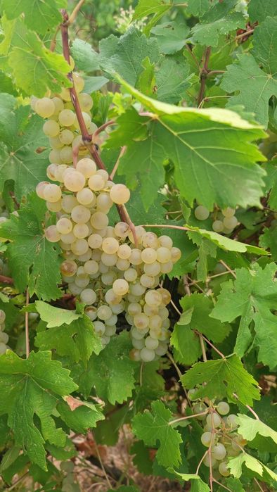 Vând struguri de vin producție 2025