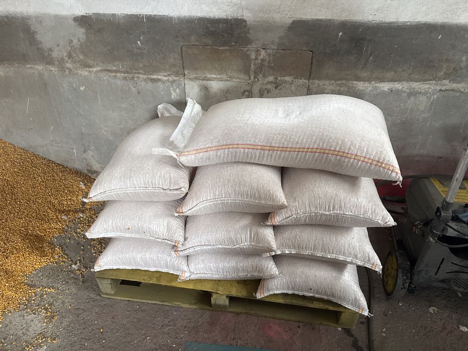 Porumb boabe calitate, uscat ,saci 35kg