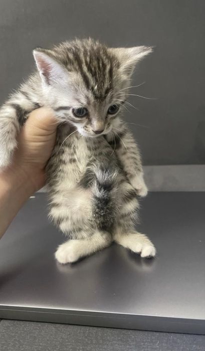 Котенок совсем маленький) породистый . 40 дней