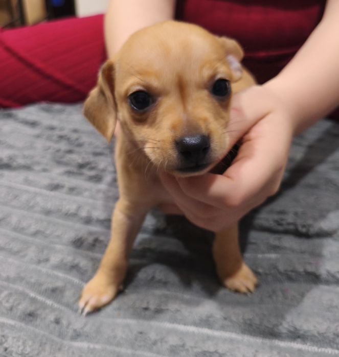 Той - терьерчик .