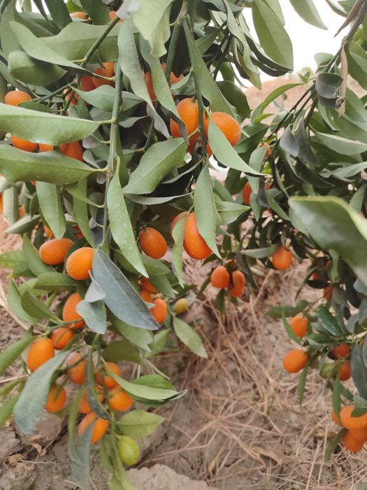 Kumkuvat mevasi shirin