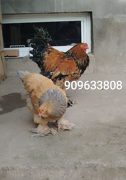 Брама товуқ палевый голубой