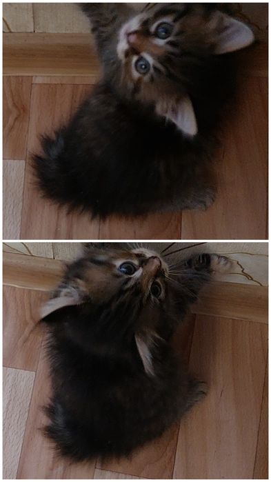 В заботливые ручки. Котята три девочки.