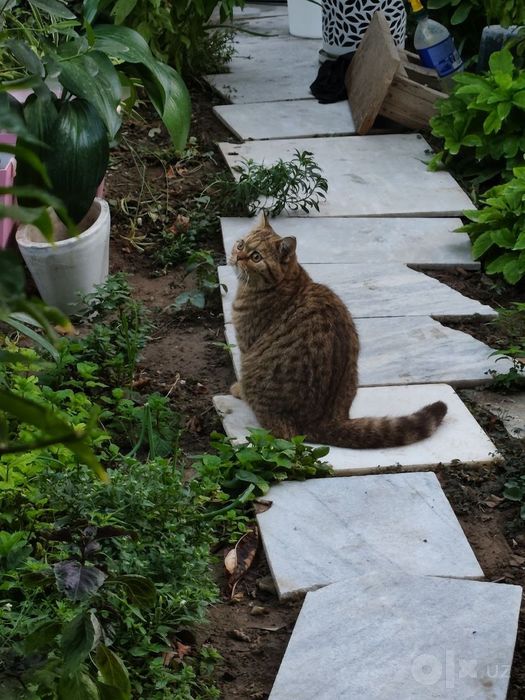 Продаётся котёнок