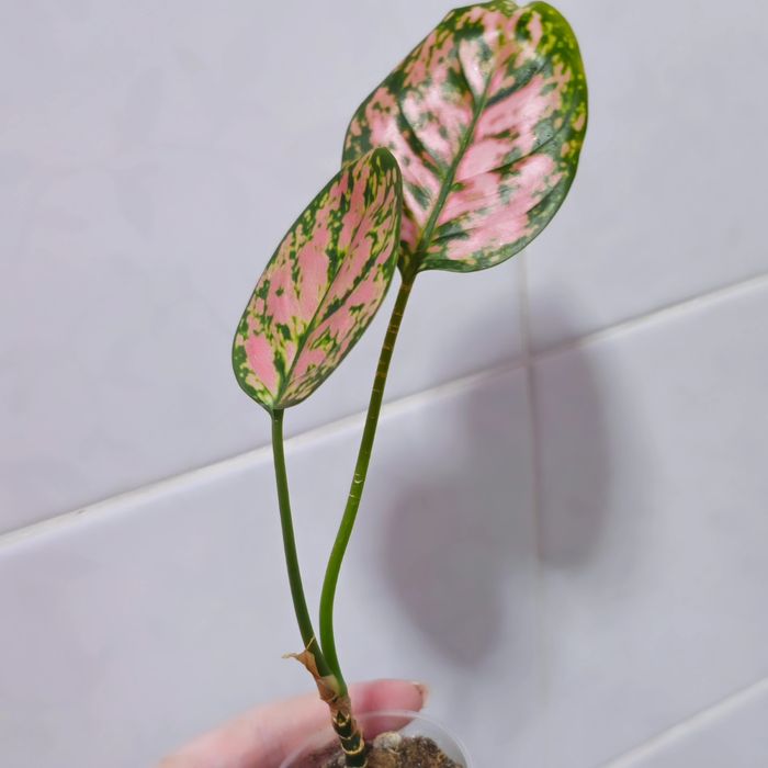 Аглаонемы адаптированные