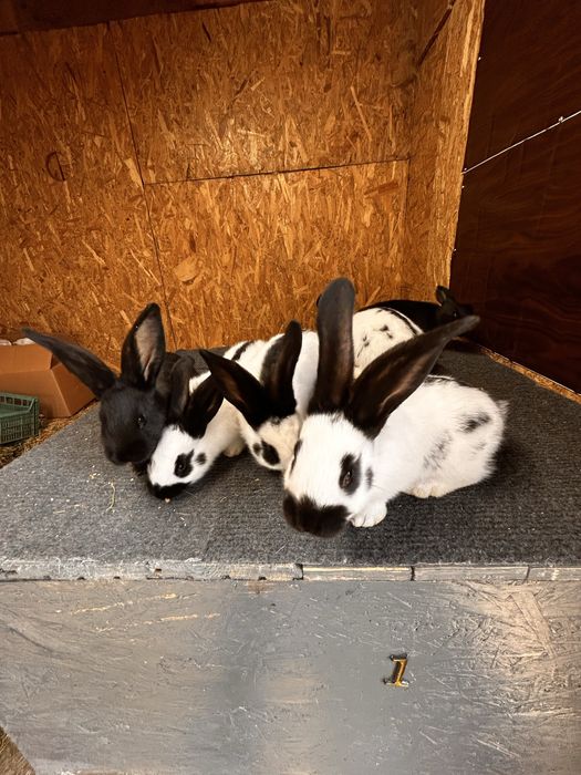 Vând iepuri fluture German