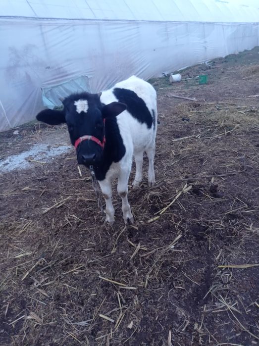 Бузавлы сыйр сатилади