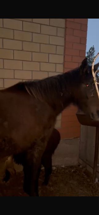 лошадь байтал……..