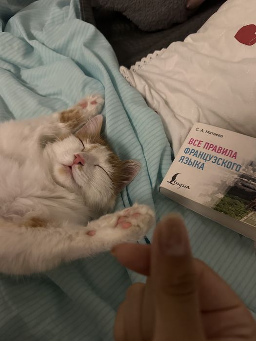 Котенок породистый