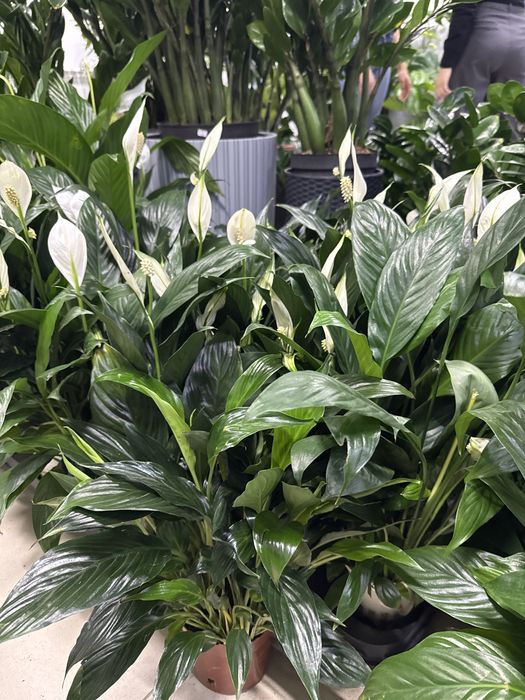 Женское счастье недорого