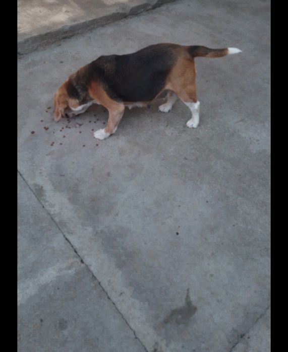 Dau spre adopție