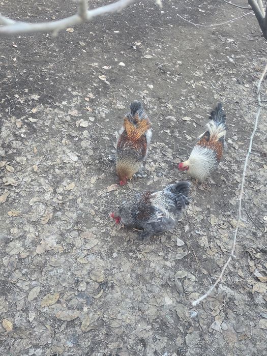 Продаются молодые петушки