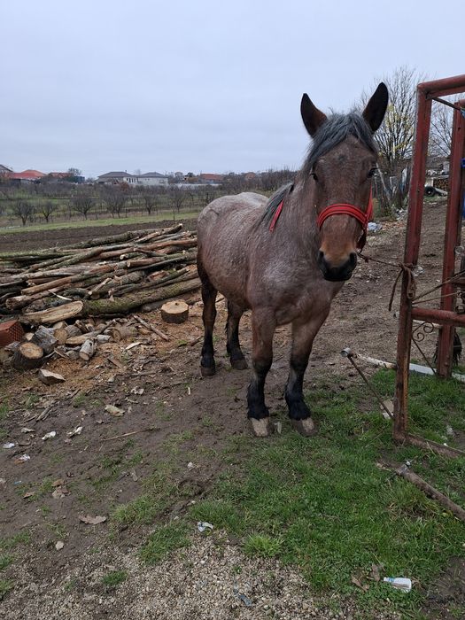 Vand sau schimb cal castrat de 3 ani