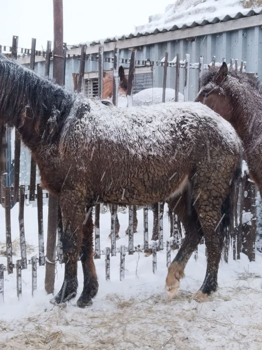 Тай Соғым ұрғашы