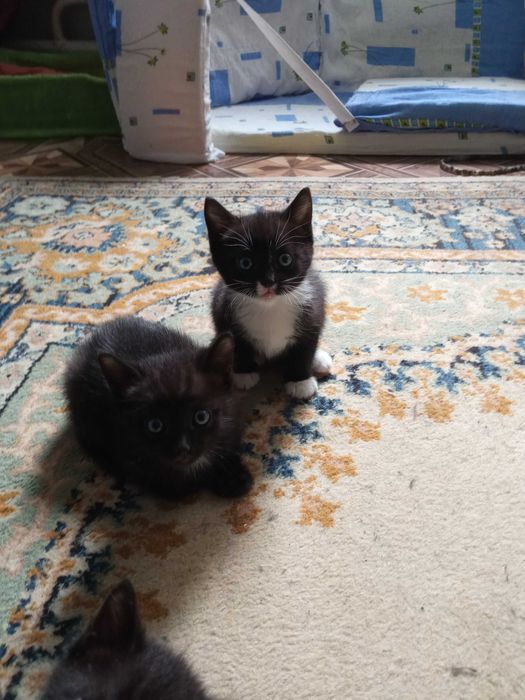Отдам котят в хорошие руки