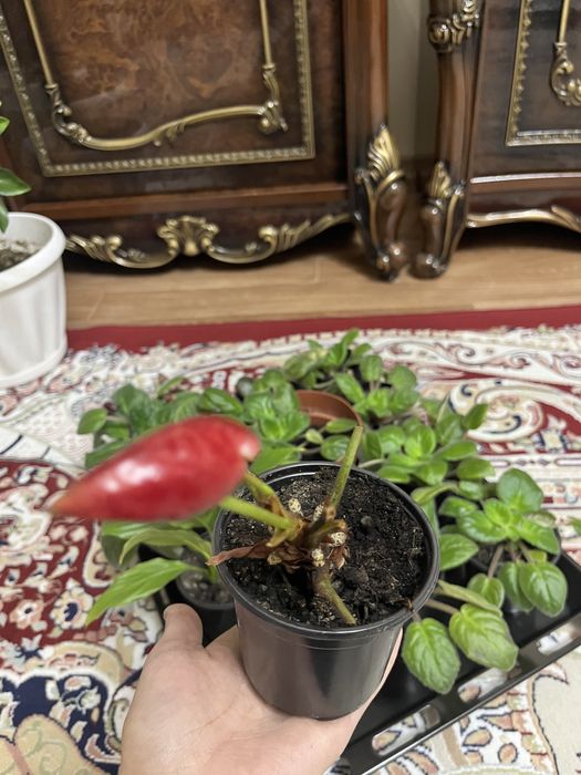 Продам Фиалки разные