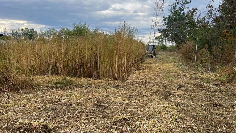 Defrisare terenuri cu freza forestiera