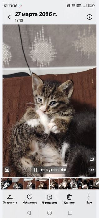 Котята, отдам в добрые руки