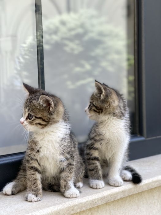 Котята в добрые руки ( 2 месяца)