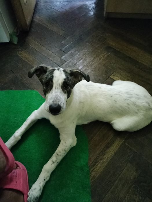 Dau spre adopție o cățelușa în vârstă de 6 luni va rog că nu mai pot sa o țin din cauza  personala