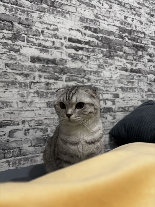 Шотландская вислоухая кошка