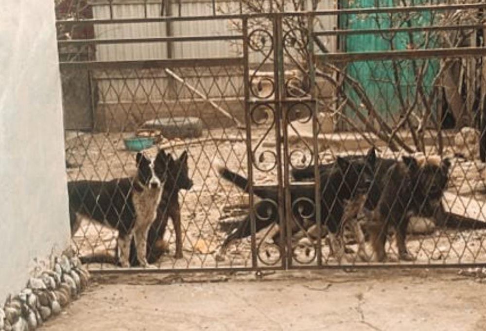 В хорошие руки   авчарки