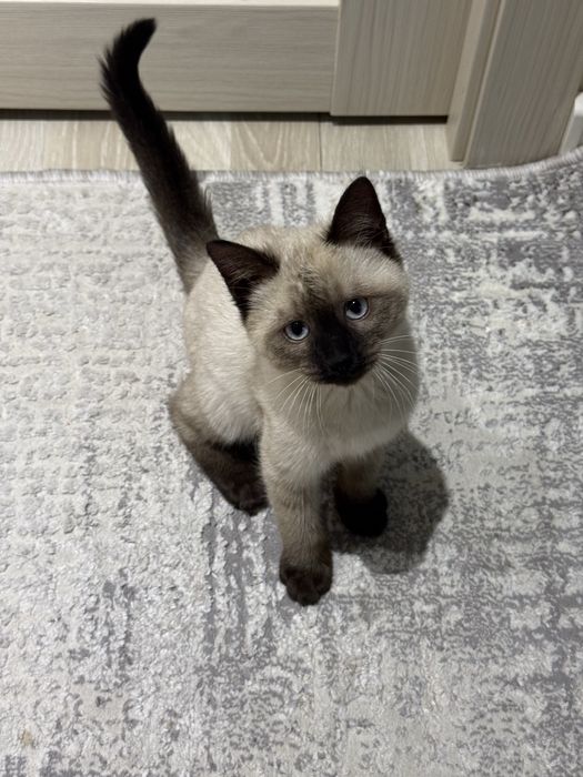 Сиамская кошка (мальчик, 3-х месячный)