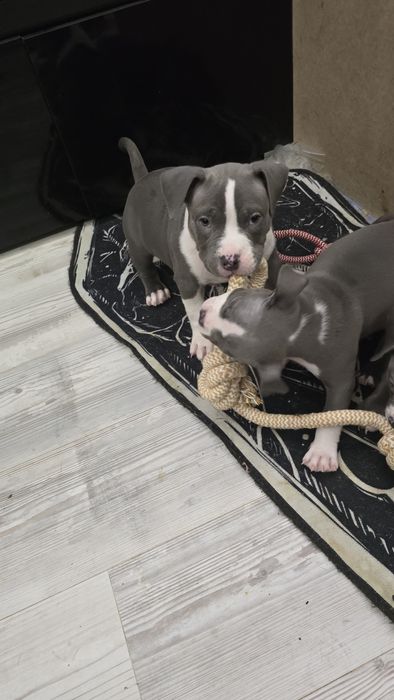 Американско Покет Були