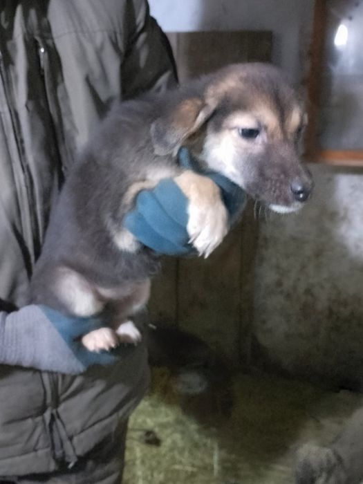 Отдам щенка в добрые руки